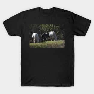 Wild Horse Herd T-Shirt